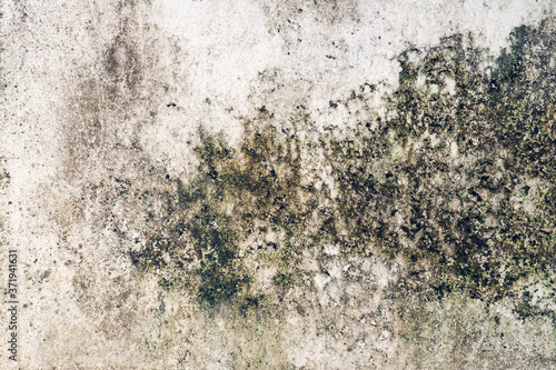 Moss stains on cement wall use for background