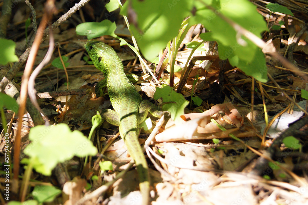 European green lizard in the wild. Forest. Lacerta viridis European green lizard in the wild. Forest. Lacerta viridis