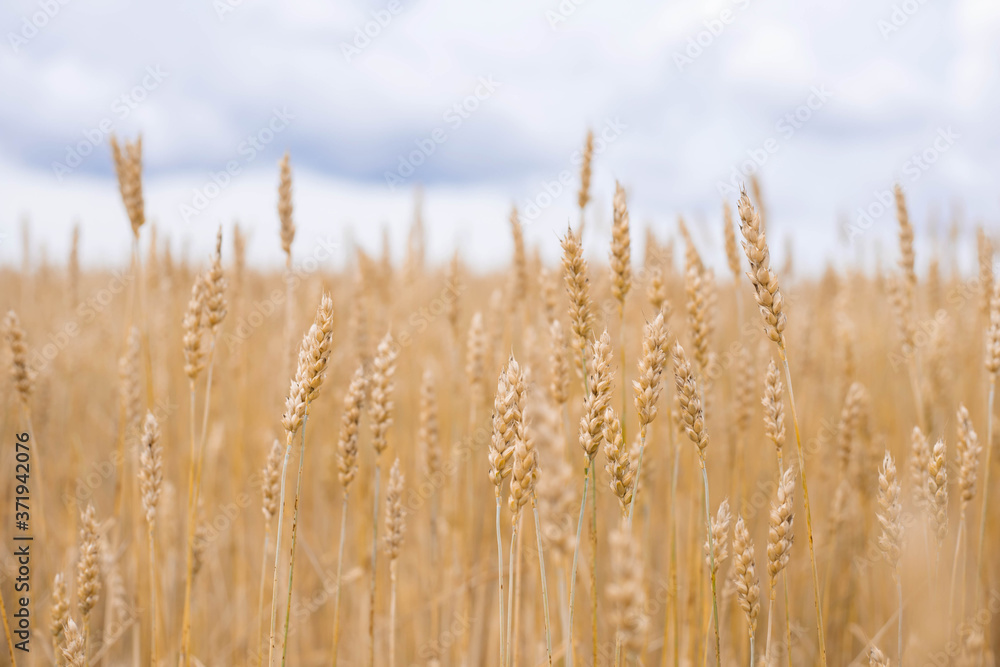 spikelets of rye in the field close up soft focus spikelets of rye in the field close up soft focus