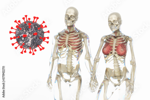 Fototapeta Naklejka Na Ścianę i Meble -  Artistic 3D illustration of a human anatomic couple with corona virus