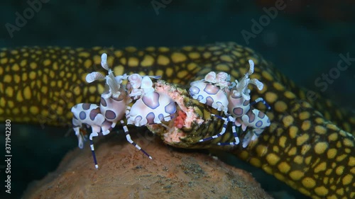 A couple of Harlequin shrimps - Hymenocera picta (feeding on a starfish). 4k underwater macro video. Tulamben, Bali, Indonesia. photo