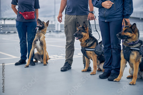 Sticker Customs officers standing on the street with dogs