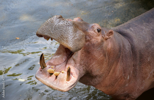 Closeup shot of hippopotamus opens its mouth © weerapat1003
