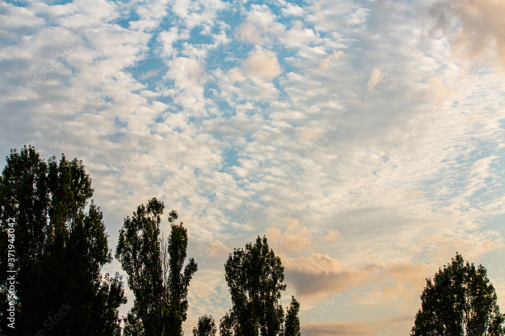 Fototapeta premium sunset over the field