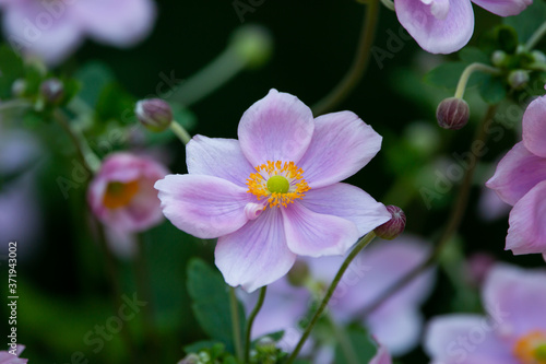 pink flowers in the garden