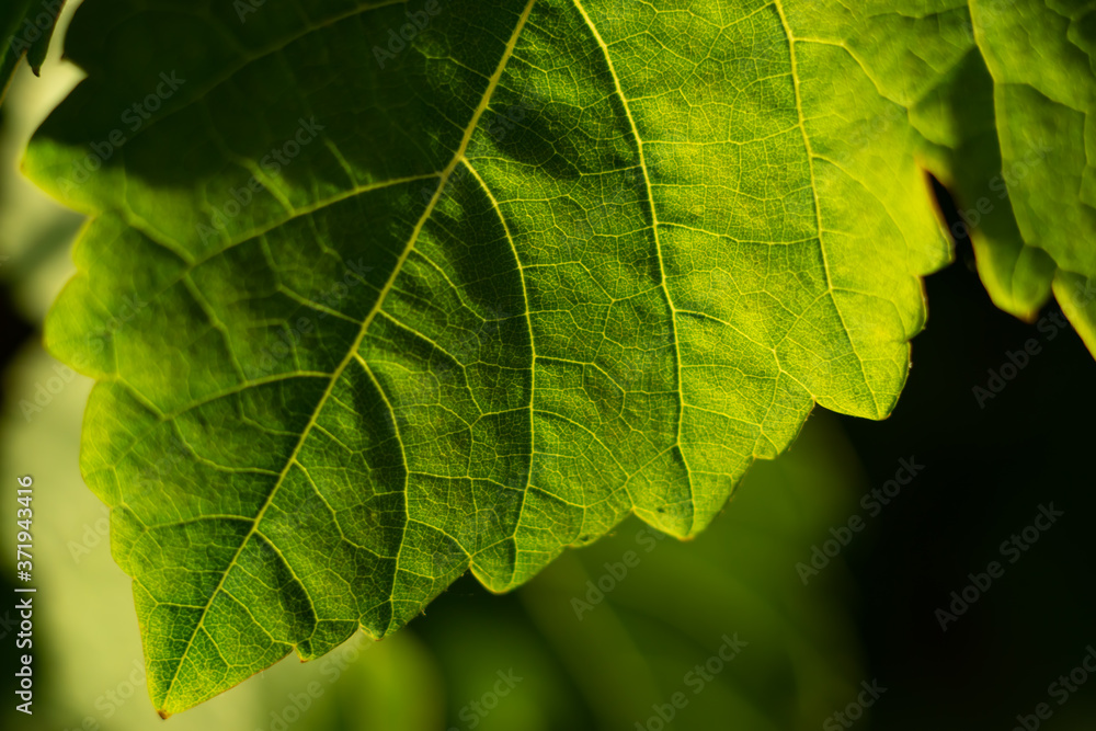 Obraz premium wine leaf