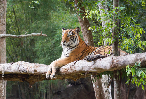 Bengal Tiger relaxing on a tree photo