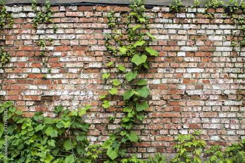 Old brick wall with plants