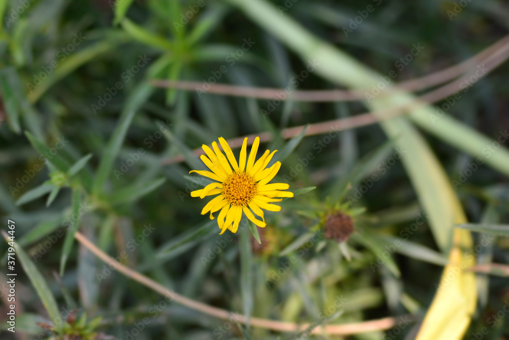 Narrow-leaved fleabane