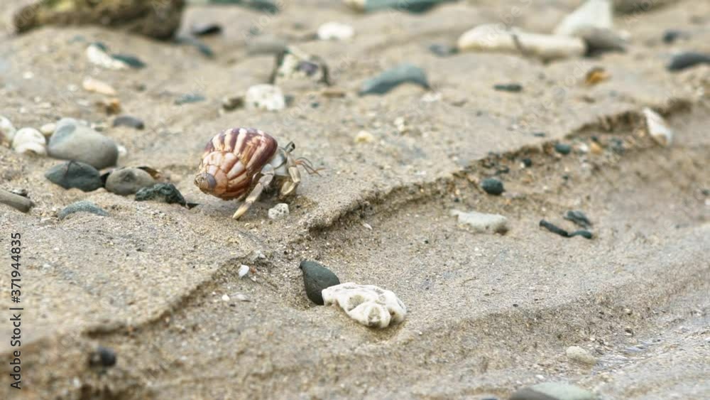 Slowmotion of cute hermit crab carry beautiful shell crawling on sand beach of Taiwan tropical island. A land Coenobita Perlatus use empty shell as its mobile safety home. Summer holiday concept-Dan Slowmotion of cute hermit crab carry beautiful shell crawling on sand beach of Taiwan tropical island. A land Coenobita Perlatus use empty shell as its mobile safety home. Summer holiday concept-Dan