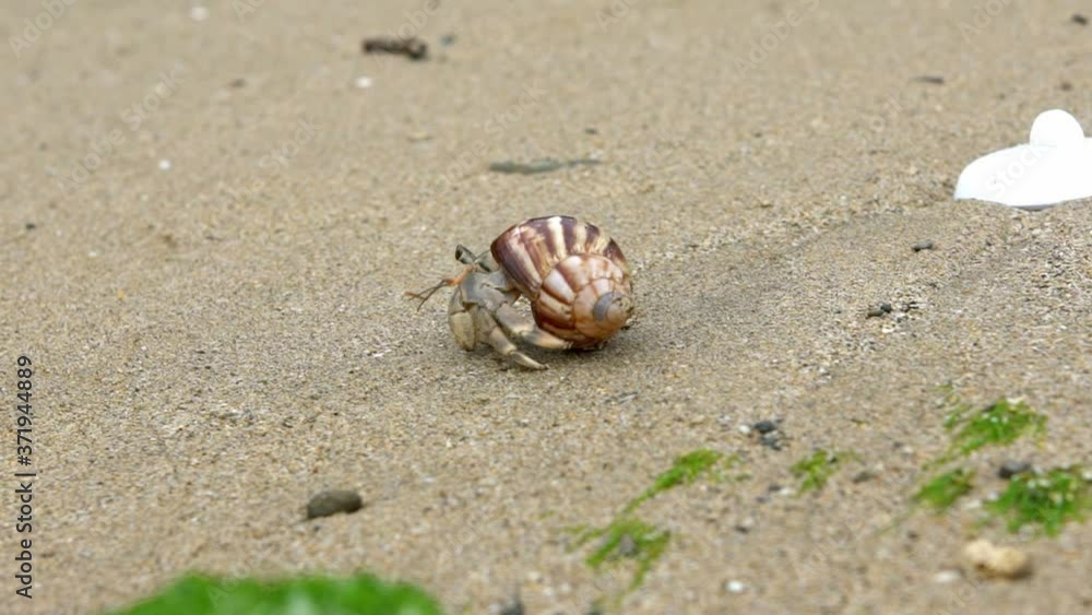 Slowmotion of cute hermit crab carry beautiful shell crawling on sand beach of Taiwan tropical island. A land Coenobita Perlatus use empty shell as its mobile safety home. Summer holiday concept-Dan Slowmotion of cute hermit crab carry beautiful shell crawling on sand beach of Taiwan tropical island. A land Coenobita Perlatus use empty shell as its mobile safety home. Summer holiday concept-Dan