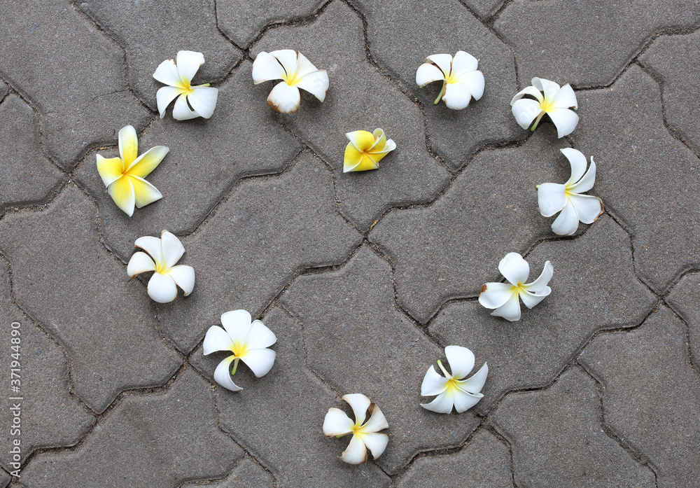 Frangipani or Plumeria flower arranged in heart shape on the brick floor Frangipani or Plumeria flower arranged in heart shape on the brick floor