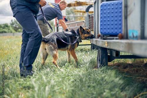 Canvas Print Security guards with dogs checking luggage outdoors at airport