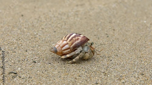 Slowmotion of cute hermit crab carry beautiful shell crawling on sand beach of Taiwan tropical island. A land Coenobita Perlatus use empty shell as its mobile safety home. Summer holiday concept-Dan photo