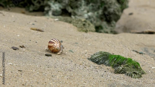 Slowmotion of cute hermit crab carry beautiful shell crawling on sand beach of Taiwan tropical island. A land Coenobita Perlatus use empty shell as its mobile safety home. Summer holiday concept-Dan photo