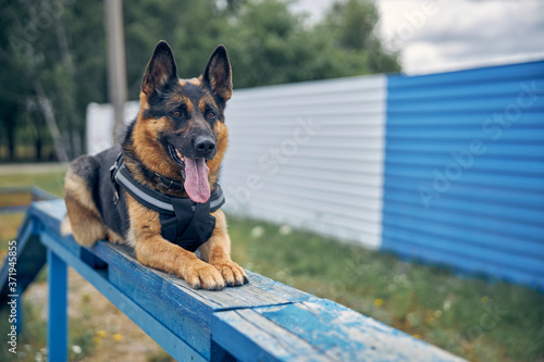 Adorable German Shepherd dog lying on bench