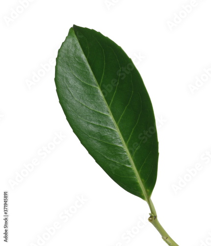 Green tree leaf with stalk isolated on white background