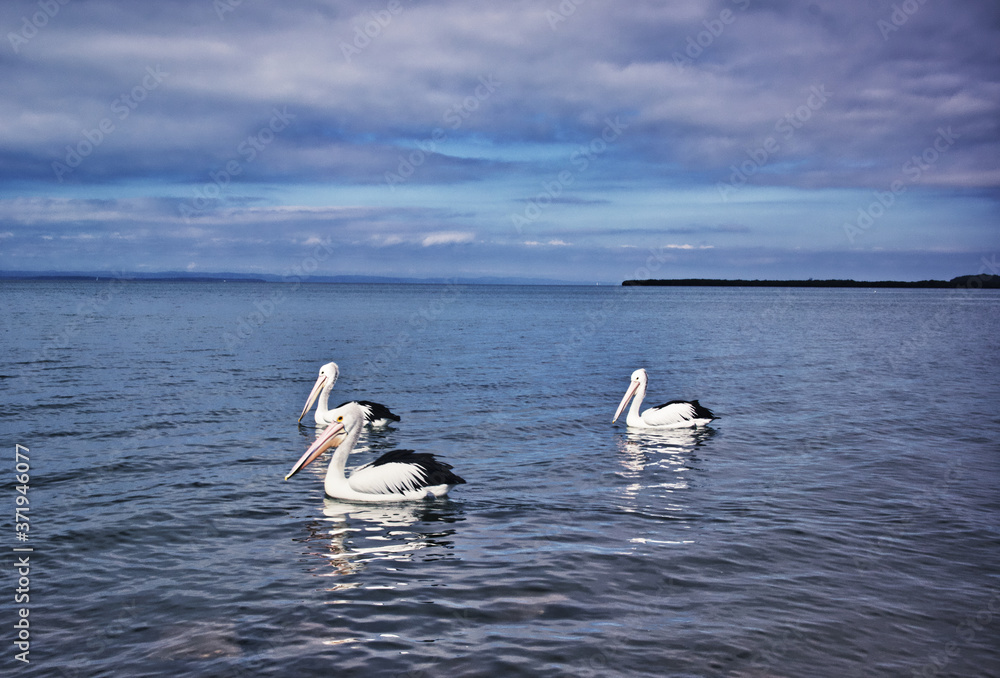 Brisbane Wellington point pier pelicans Australian birds Brisbane Wellington point pier pelicans Australian birds