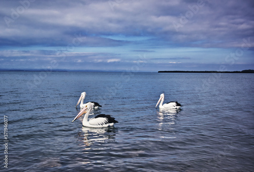 Brisbane Wellington point pier pelicans Australian birds  © James