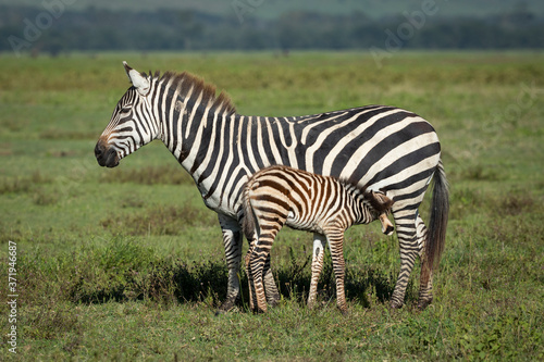 Mother and baby zebra standing in green plains of Ngorongoro Crater with the baby feeding Tanzania