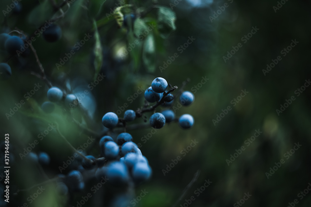 blackthorn of a tree with berries blackthorn of a tree with berries
