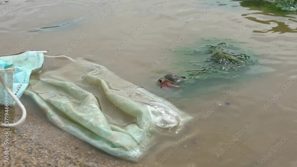 Waste during COVID-19. Hermit crab walking near of a single-use face masks, discarded to ocean. Environmental and coast pollution of coronavirus. Trash in beach threatening health of oceans.-Dan Waste during COVID-19. Hermit crab walking near of a single-use face masks, discarded to ocean. Environmental and coast pollution of coronavirus. Trash in beach threatening health of oceans.-Dan