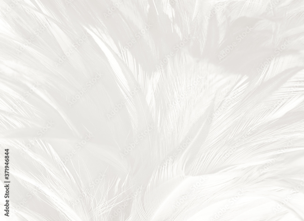Beautiful white feather wooly pattern texture background Beautiful white feather wooly pattern texture background
