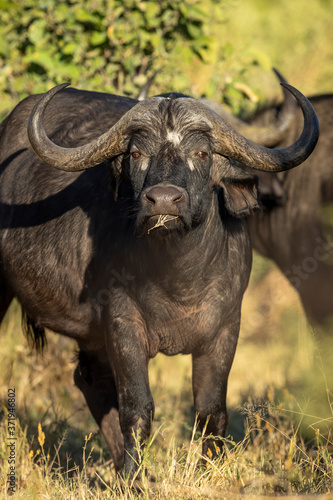 Buffalo female looking straight at camera in Moremi Botswana