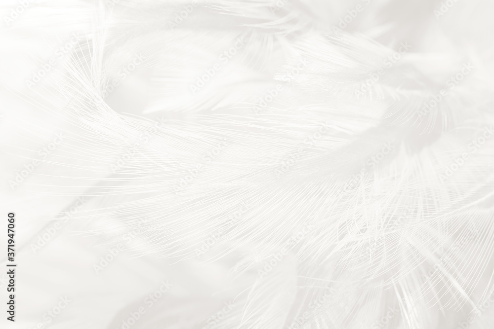 Beautiful white feather wooly pattern texture background Beautiful white feather wooly pattern texture background