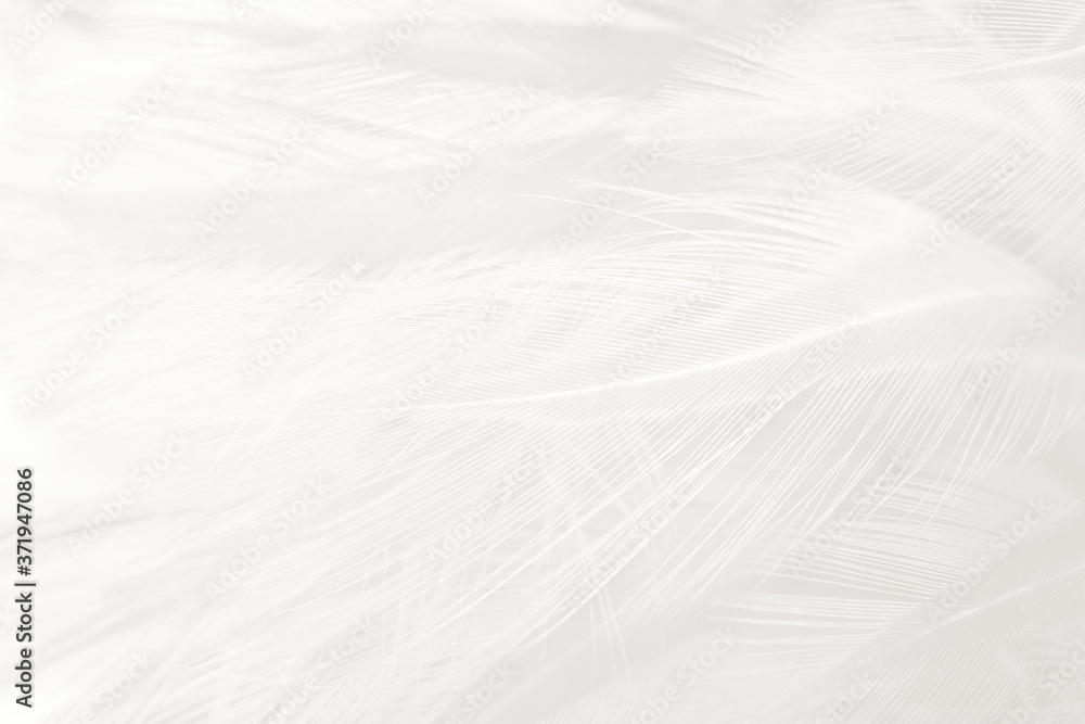 Beautiful white feather wooly pattern texture background Beautiful white feather wooly pattern texture background