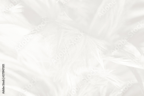 white feather wooly pattern texture background