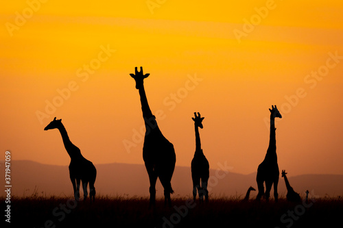 Photography Tower of giraffe silhouette isolate on orange sky in Masai Mara Kenya