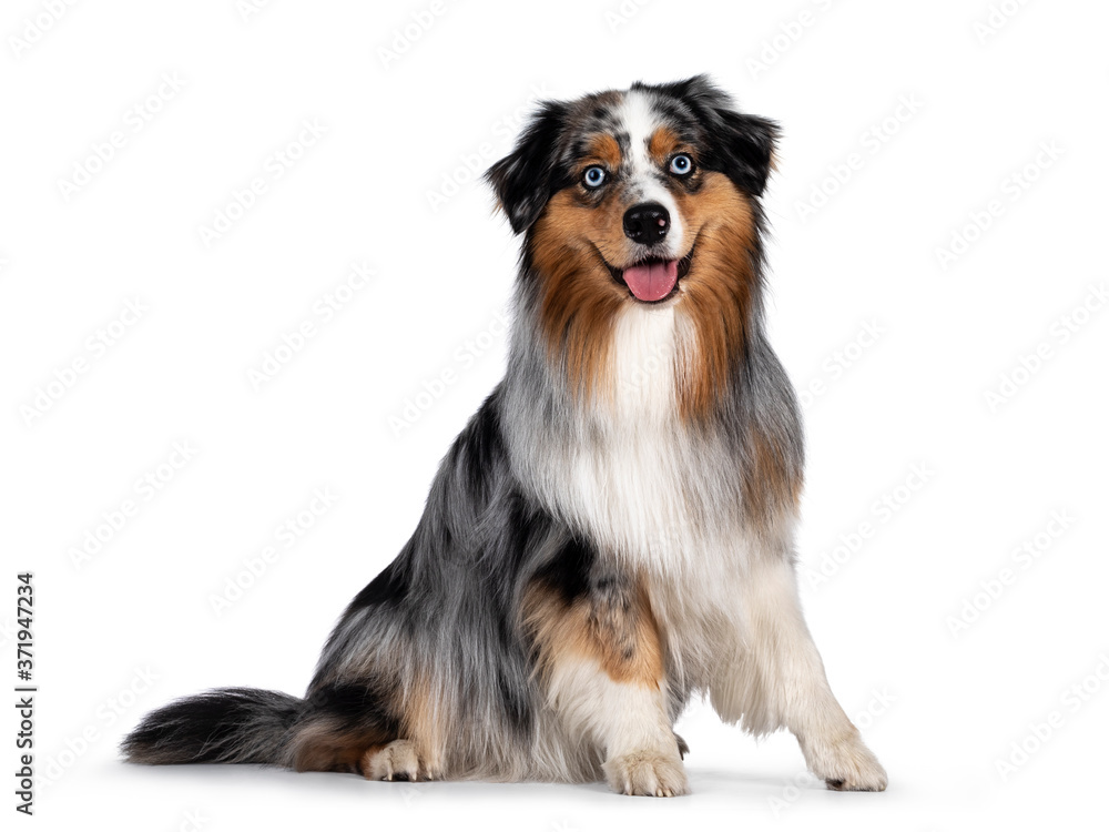 Handsome and well groomed Australian Shepherd dog,sitting up side ways. Looking towards camera with light blue eyes. Isolated on white background. Mouth open, tongue out.