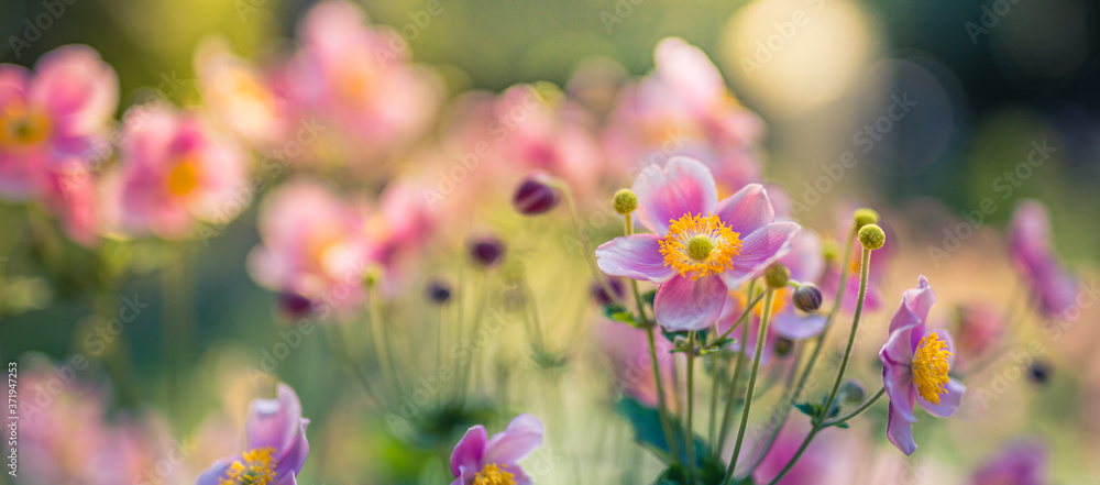 Beautiful pink flower anemones fresh spring on blurred sunrise nature landscape on soft sunset background, macro. Spring summer template, uplifting amazing artistic nature flowers closeup