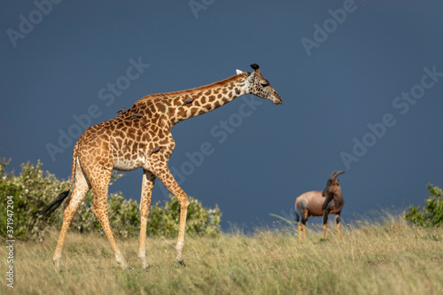Fototapeta Naklejka Na Ścianę i Meble -  Female giraffe walking in the Masai Mara plains next to a standing topi with dark thunder skies in background