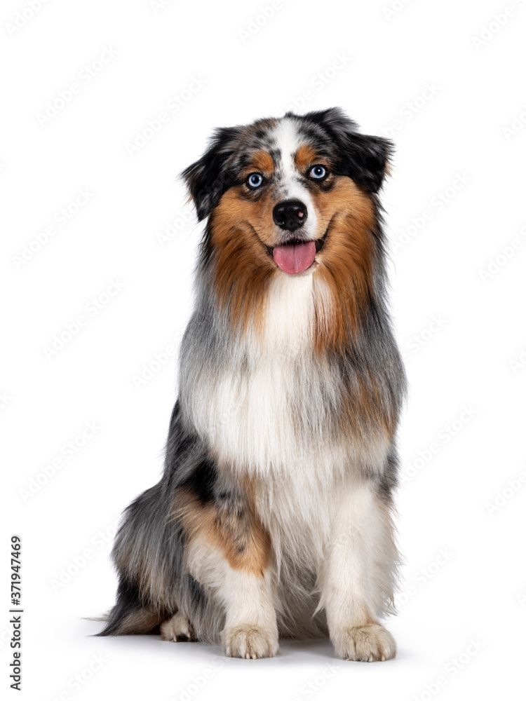 Handsome and well groomed Australian Shepherd dog, sitting up straigth facing front view. Looking towards camera with light blue eyes. Isolated on white background. Mouth open, tongue out.