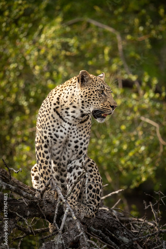 Vertical full body portrait of adult leopard sitting in a tree in Kruger Park in South Africa