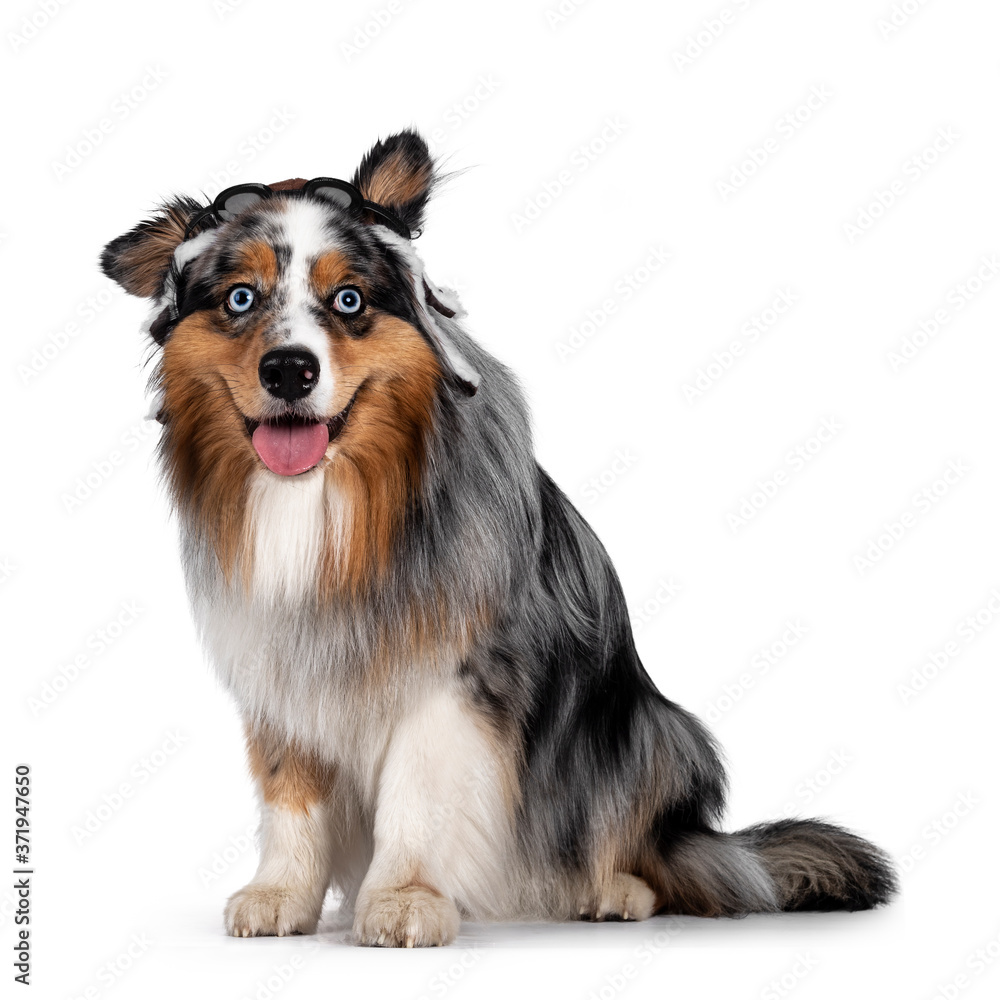 Funny shot of handsome and well groomed Australian Shepherd dog,sitting up side ways wearing pilot hat. Looking towards camera with light blue eyes. Isolated on white background. Mouth open, tongue ou Funny shot of handsome and well groomed Australian Shepherd dog,sitting up side ways wearing pilot hat. Looking towards camera with light blue eyes. Isolated on white background. Mouth open, tongue ou