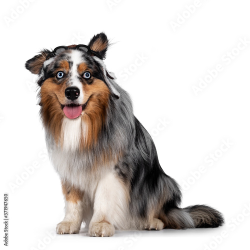Funny shot of handsome and well groomed Australian Shepherd dog,sitting up side ways wearing pilot hat. Looking towards camera with light blue eyes. Isolated on white background. Mouth open, tongue ou