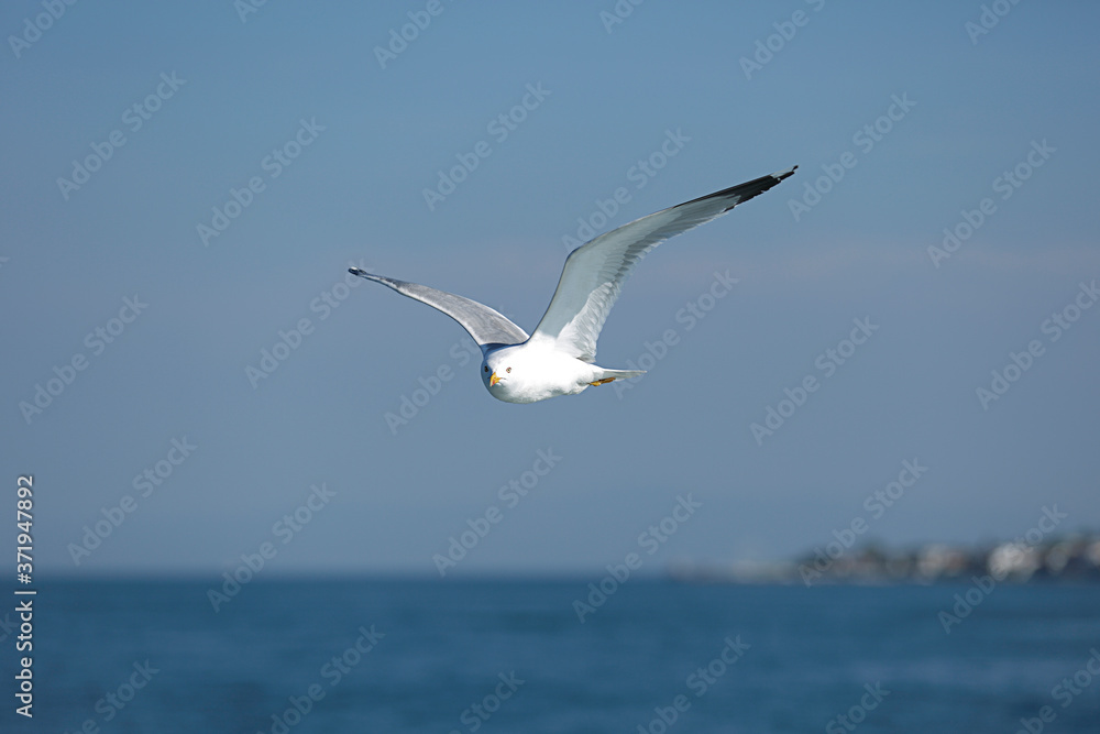 Sea Seagull, White Seagulls, Flying Seagull Sea Seagull, White Seagulls, Flying Seagull