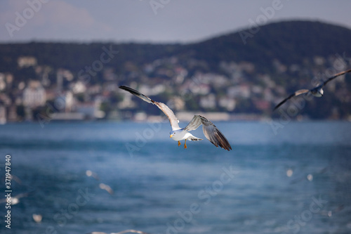 Sea Seagull  White Seagulls  Flying Seagull