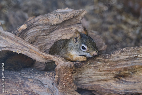 A rodents marmots chipmunks squirrel spotted on a tree trunk on hunting mood. Animal behavior themes. Focus on eye