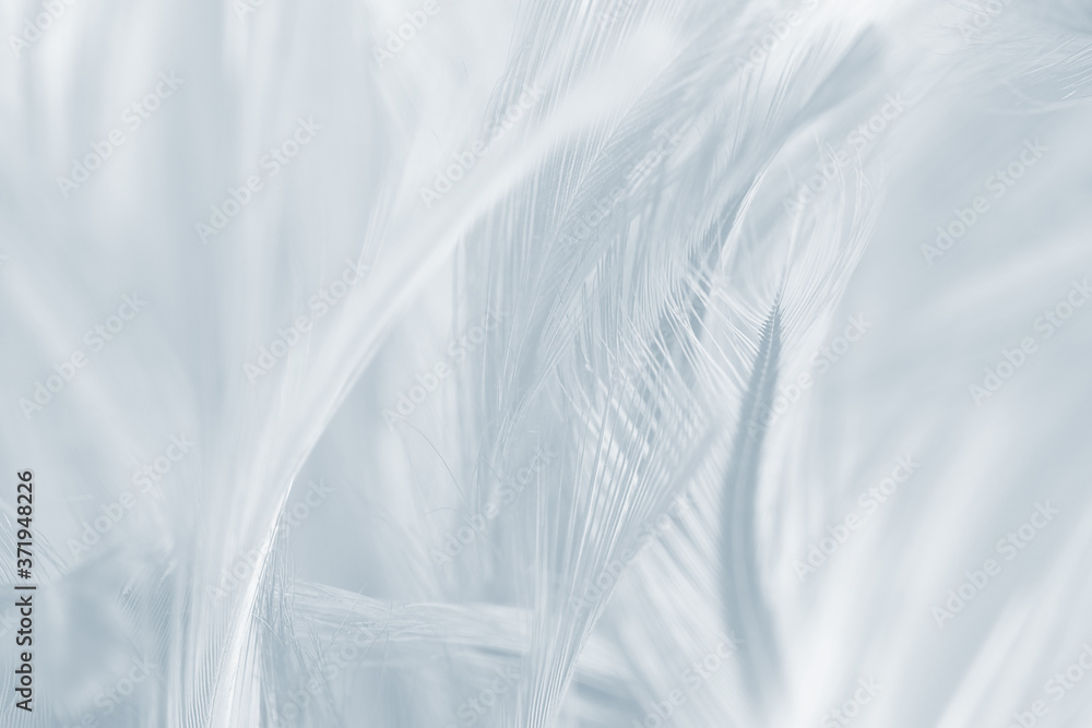 Obraz premium Beautiful white baby blue colors tone feather pattern texture cool background for decorative design wallpaper and other