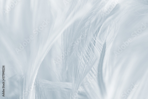 Beautiful white baby blue colors tone feather pattern texture cool background for decorative design wallpaper and other © nadtytok28