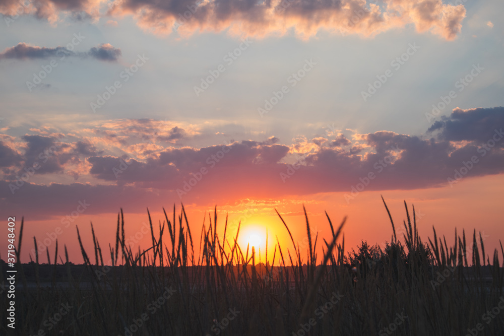 fiery sunset in a field with grass in the foreground