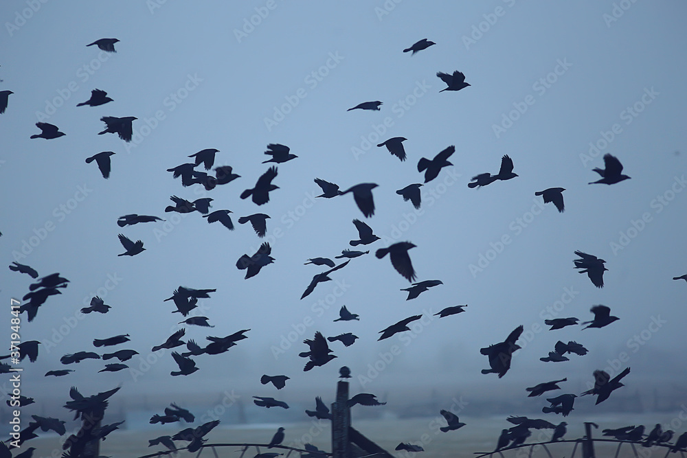abstract blurred background, flock of black birds in flight, concept of sadness stress, autumn depression abstract blurred background, flock of black birds in flight, concept of sadness stress, autumn depression