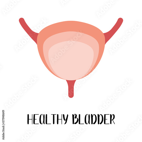Healthy bladder. Urology. Vector flat illustration. Perfect for flyer, medical brochure, banner, landing page, website