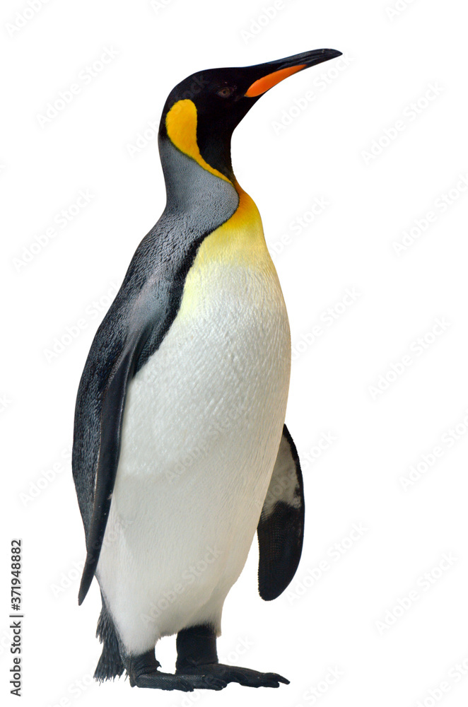 Naklejka premium King Penguin isolated on white background