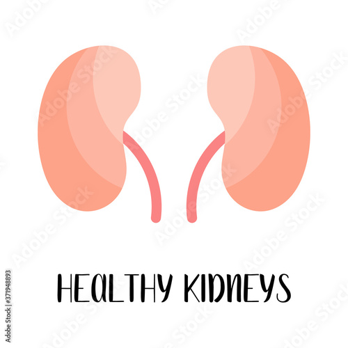 Healthy kidneys. Urology. Vector flat illustration. Perfect for flyer, medical brochure, banner, landing page, website