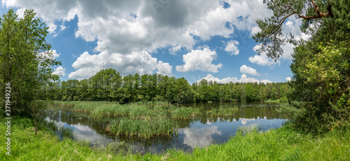 Fototapeta Naklejka Na Ścianę i Meble -  panorama small pond with reeds in forest, white clouds on blue s